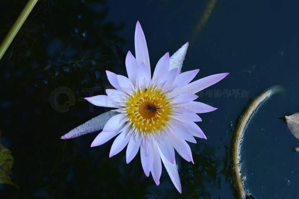 bee drown to death in lotus pollen on pool