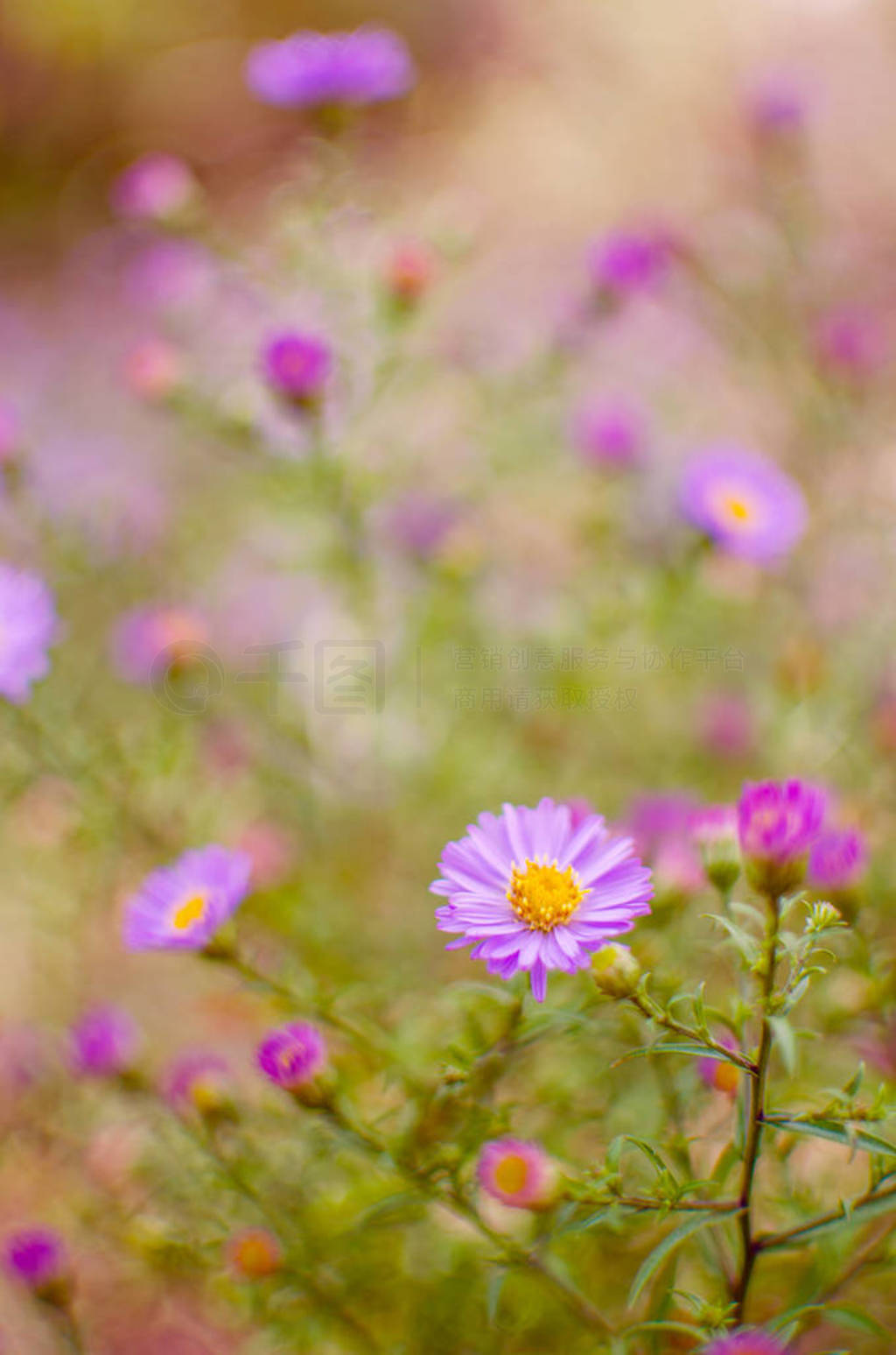 Beautiful fresh daisies bloom outdoors in the field