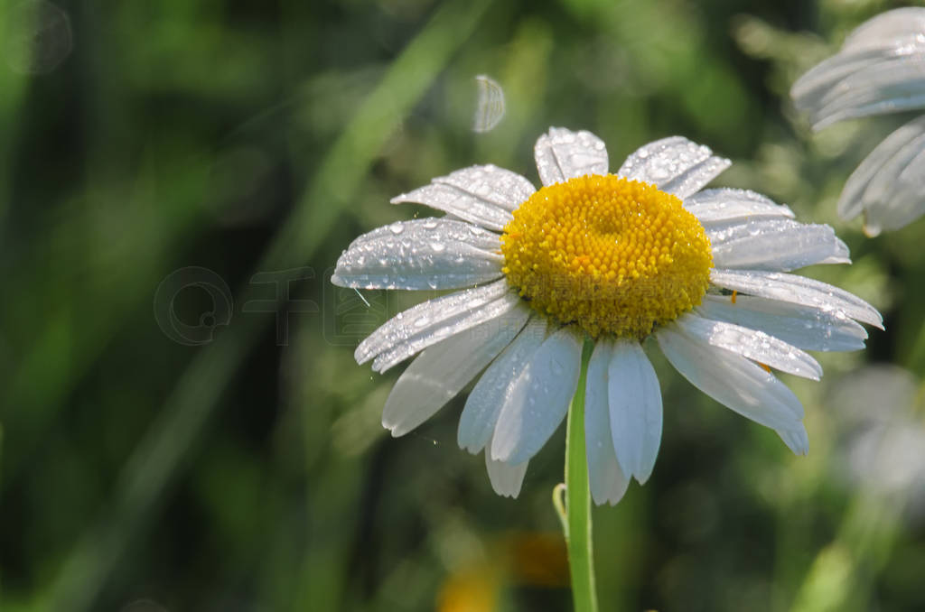 Beautiful fresh daisies bloom outdoors in the field