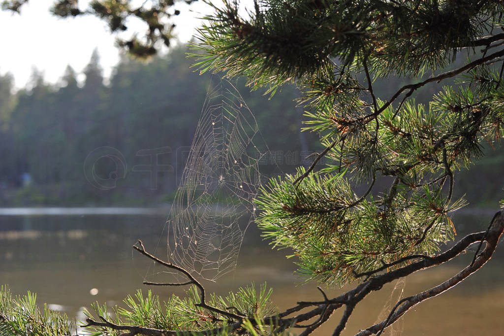 autumn landscape - cobwebs on pine branches