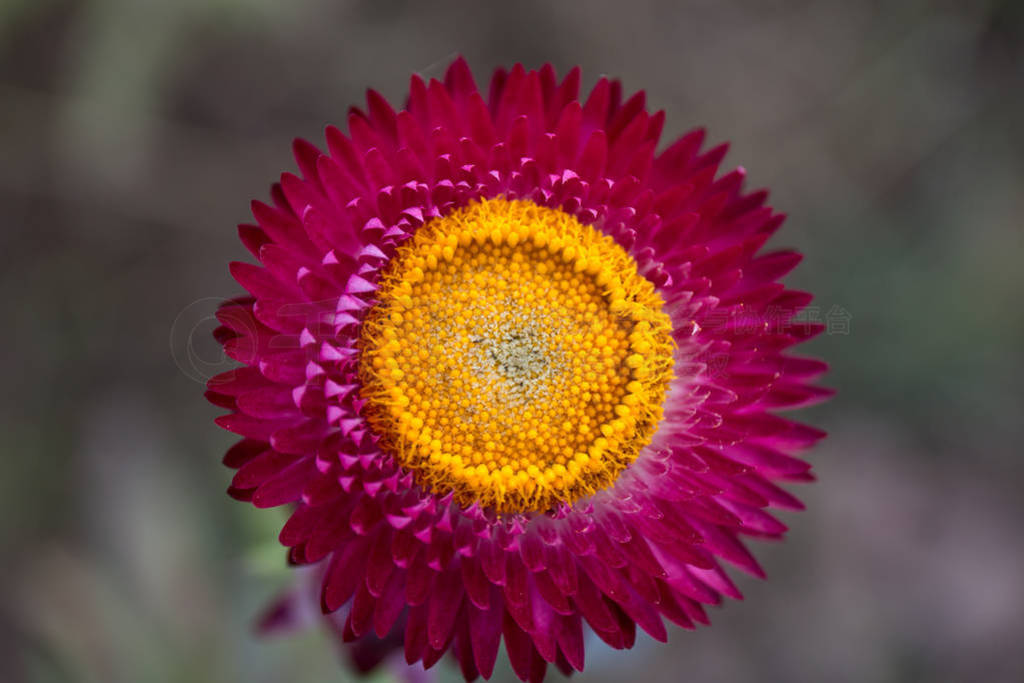 Pollen of Strawflower (Everlasting) at Phu Lom Lo - Phetchabun,