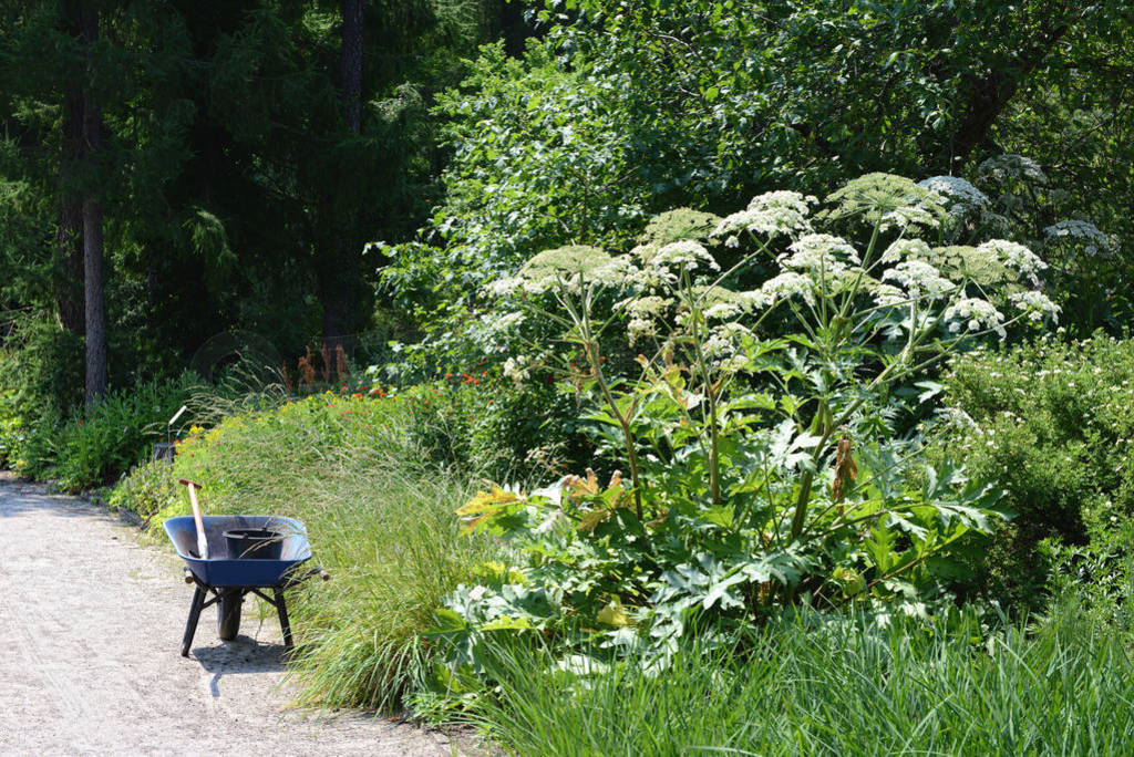 (heracleum mantegazzianum)