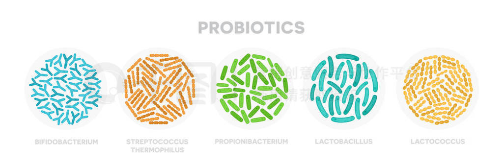 ȺͼʾBifidobacterium