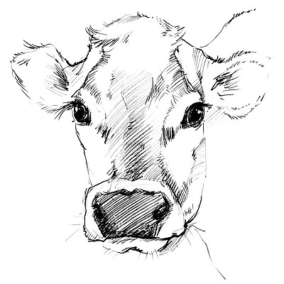 牛草绘奶牛的铅笔素描动物农场