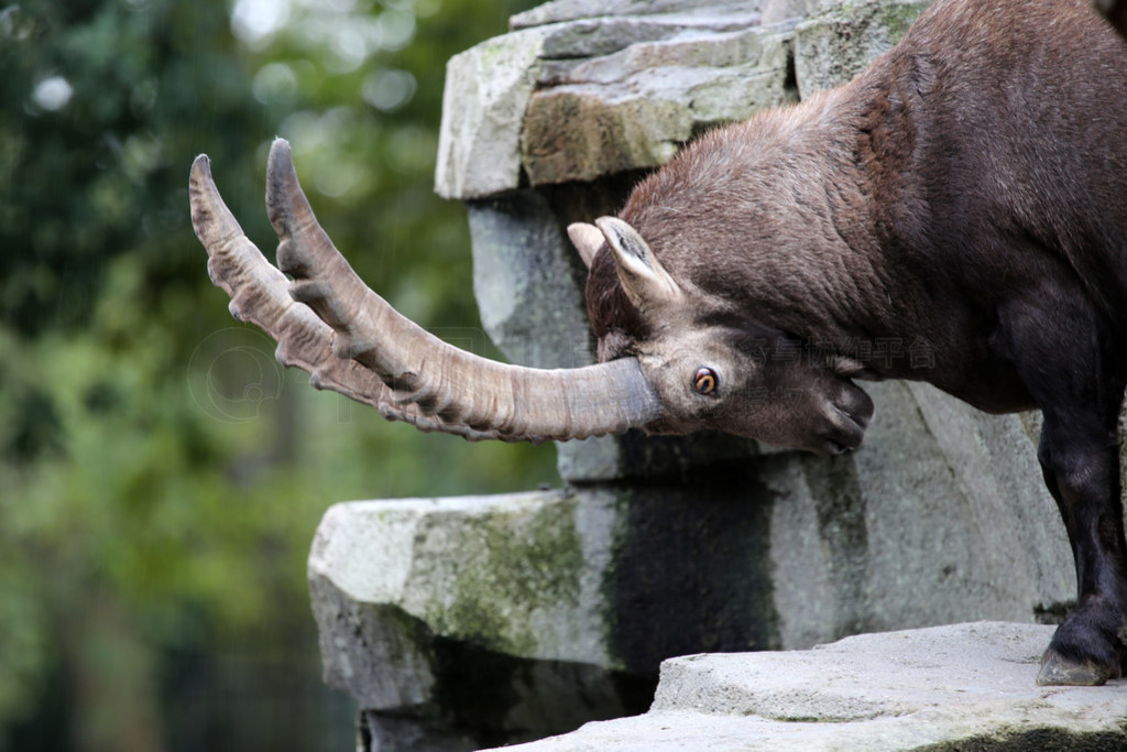 Ըɽ ibex