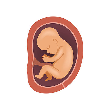 胎儿在胎盘里图片图片