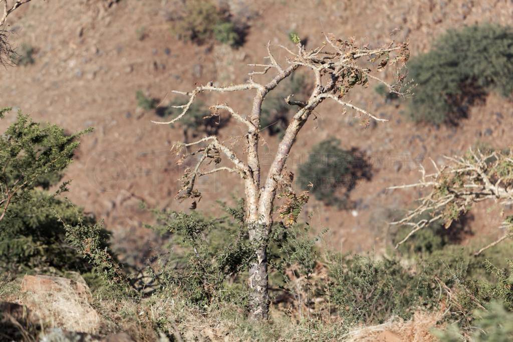 Sudanese frankincense tree (Boswellia papyrifera)