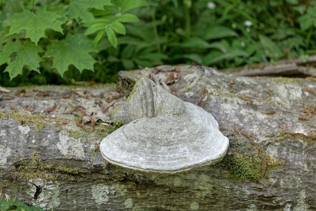 ɫFomes fomentarius