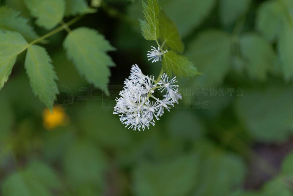 Flower of a Eurasian baneberry or herb Christopher (Actaea spica