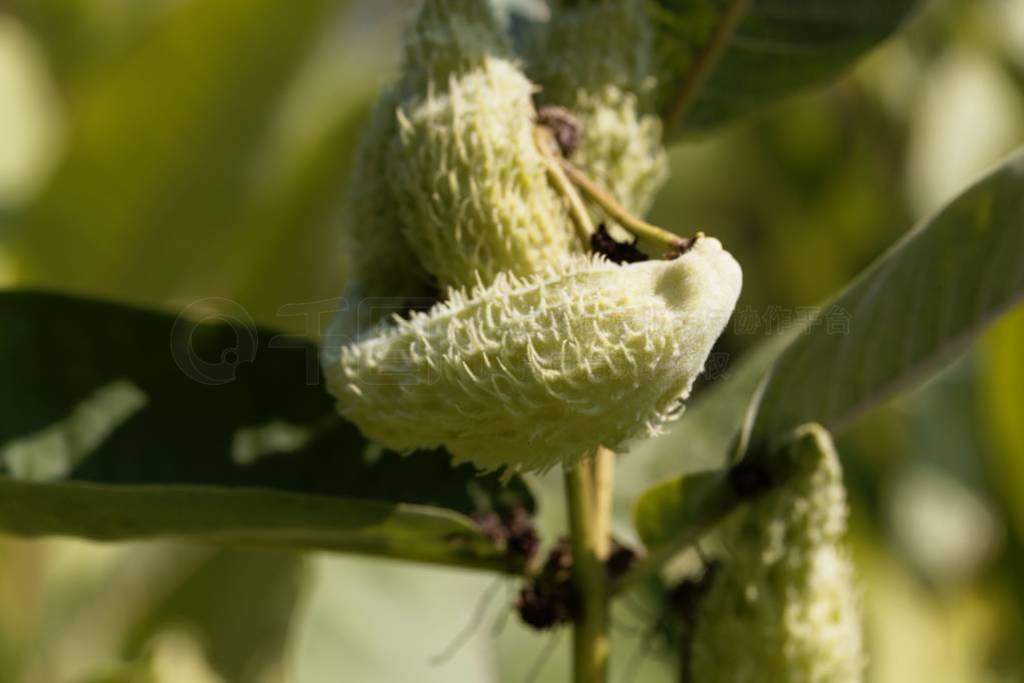 һͨĹʵAsclepias syriaca