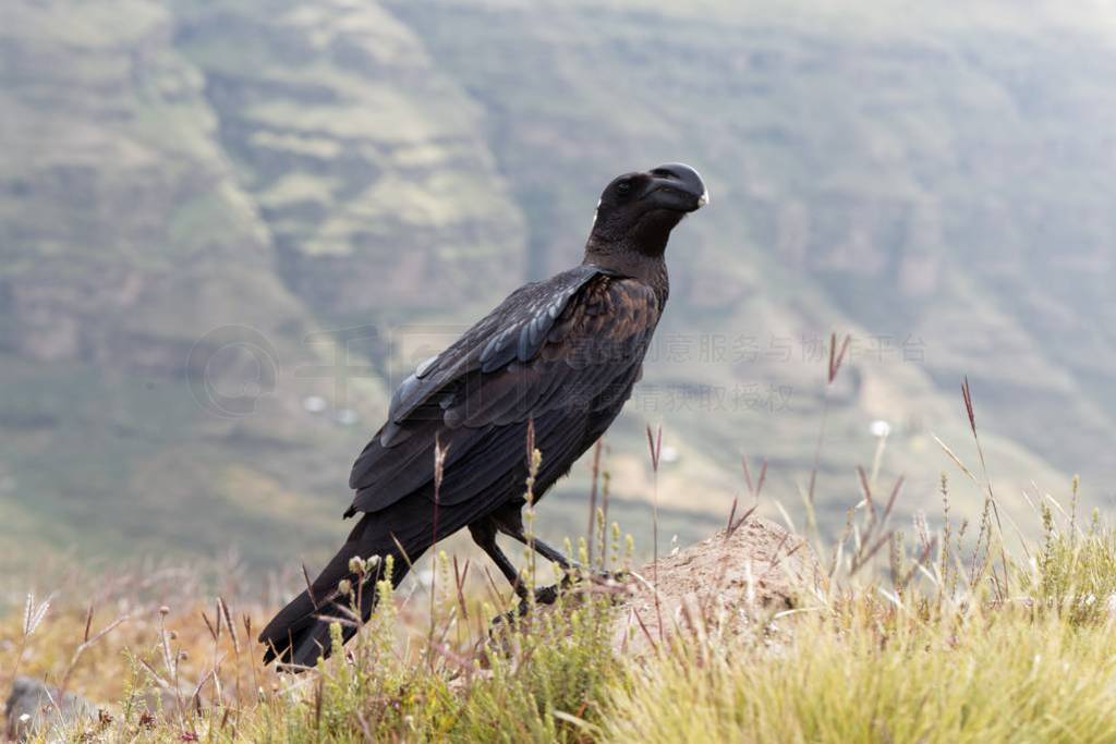 Thick billed raven, Corvus crassirostris, in Ethiopia.