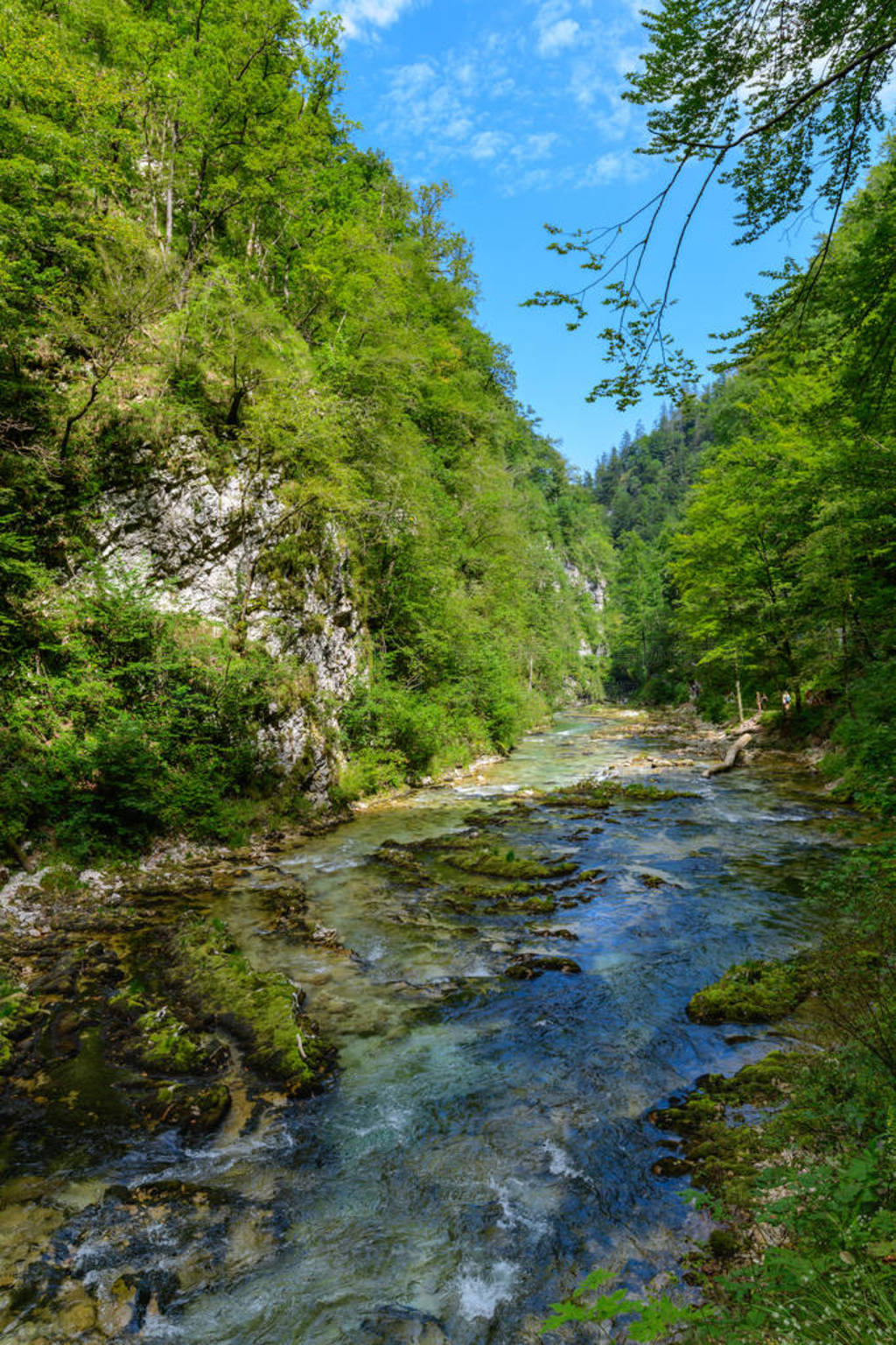 Vintgar gorge, beauty of nature, with river Radovna flowing thro