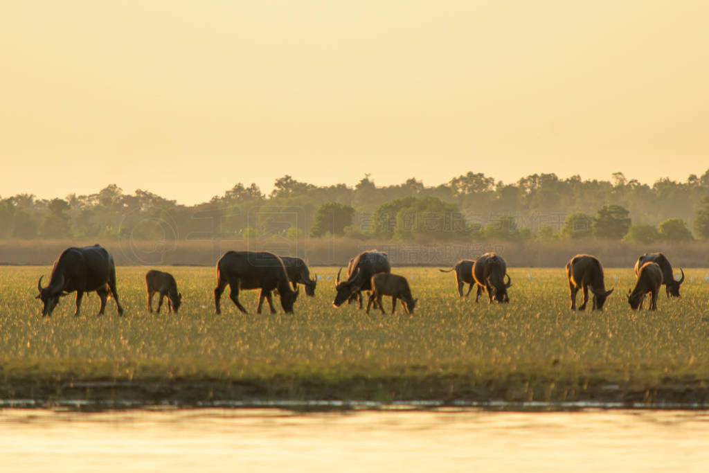 Thai swamp buffalo in peat swamp around lagoon