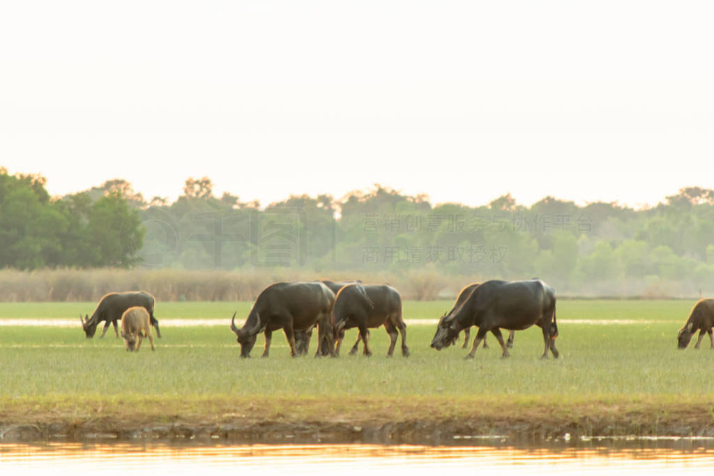 Thai swamp buffalo in peat swamp around lagoon