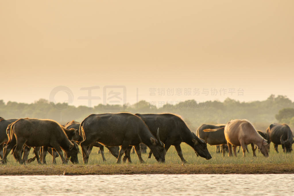 Thai swamp buffalo in peat swamp around lagoon