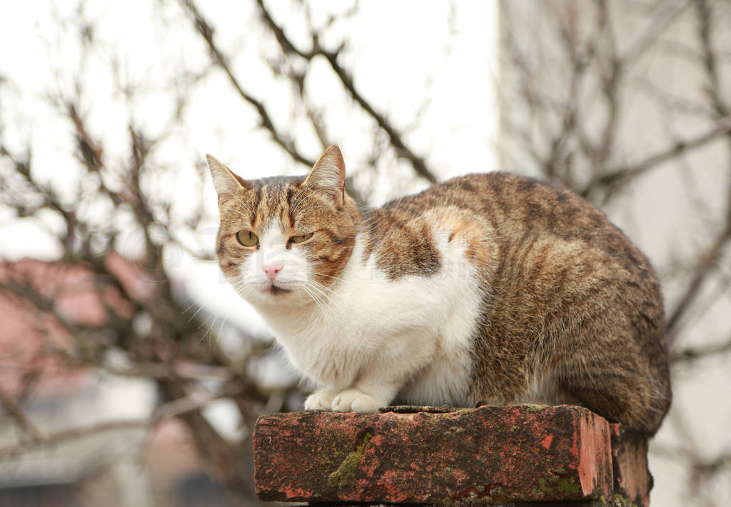 winking cat sits on a fence