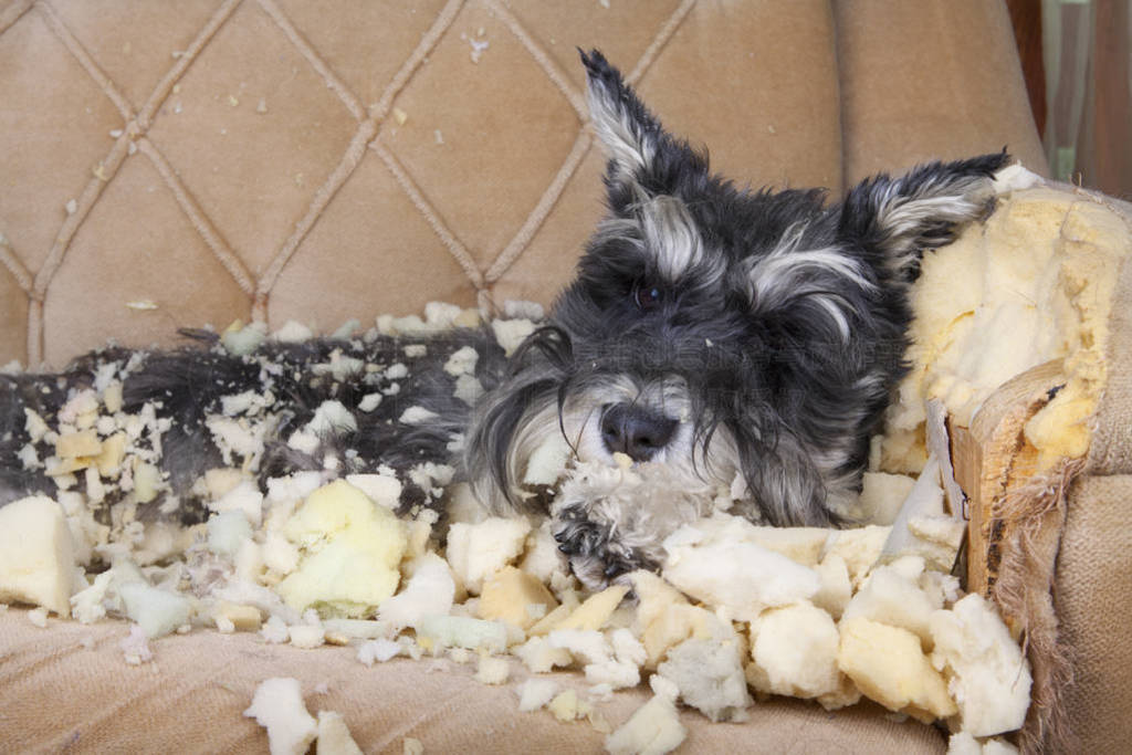 Naughty bad schnauzer puppy dog lies on a couch that she has jus