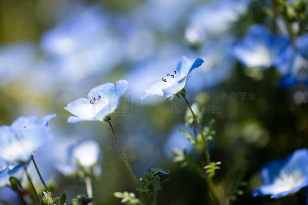 Nemophila һ䴺Ļ