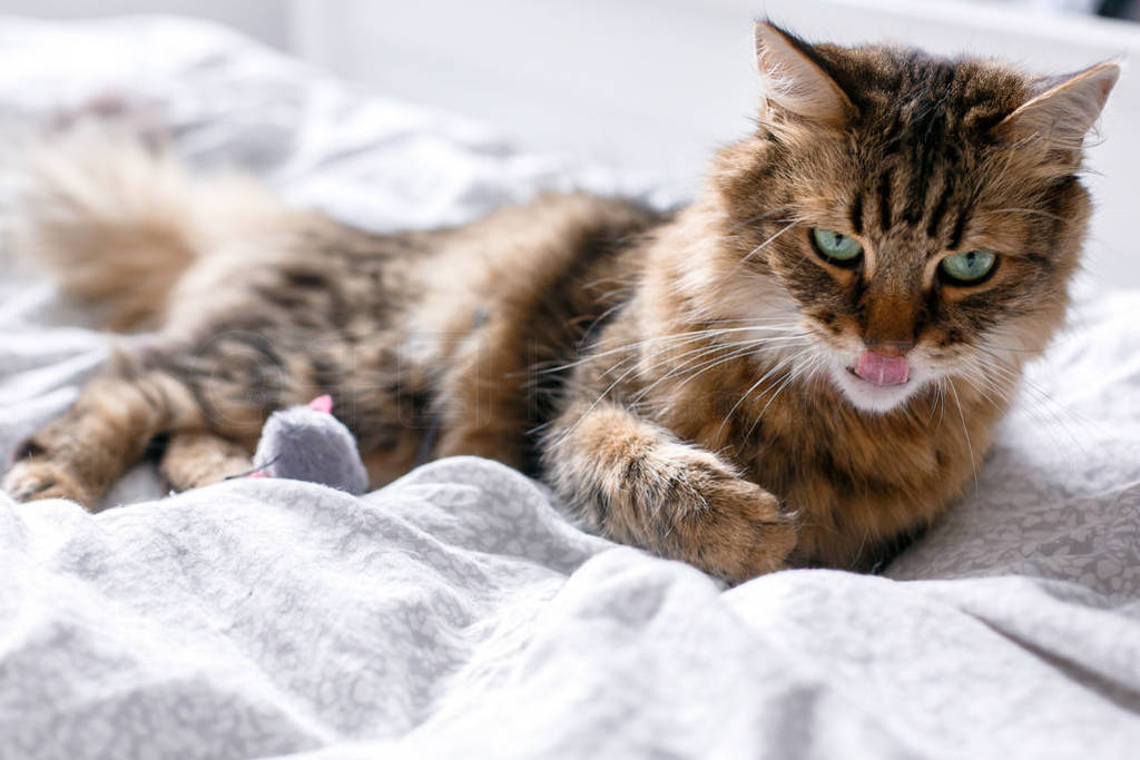 Maine coon cat playing with mouse toy and grooming on white bed