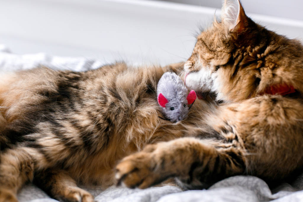 Maine coon cat playing with mouse toy and grooming on white bed