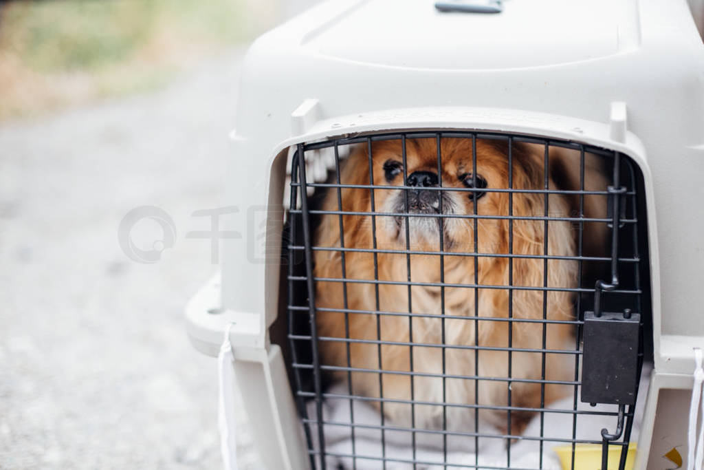 Old pekingese dog sitting in carrying cage at shelter. Adorable