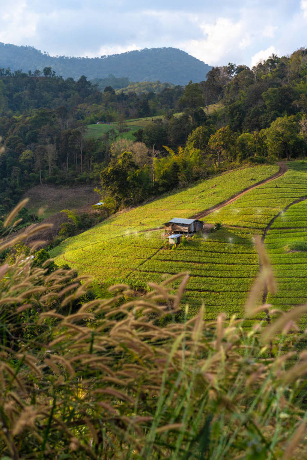 Rural Landscape in north Thailand.