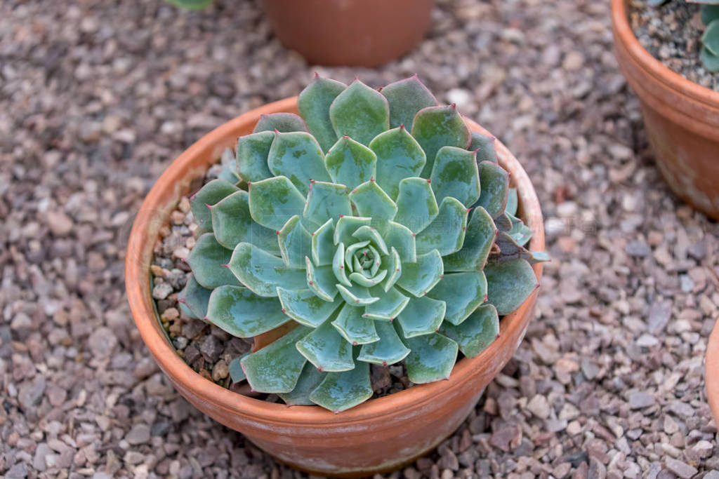 Echeveria ֲ߳