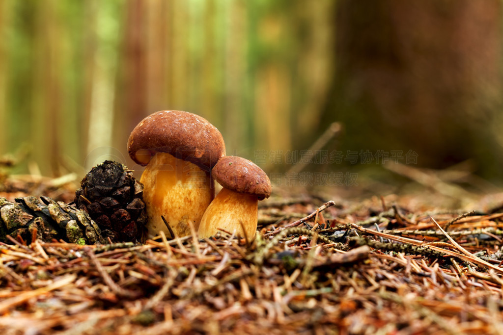 ɭе˫(Boletus Badius Xerocomus Badius)