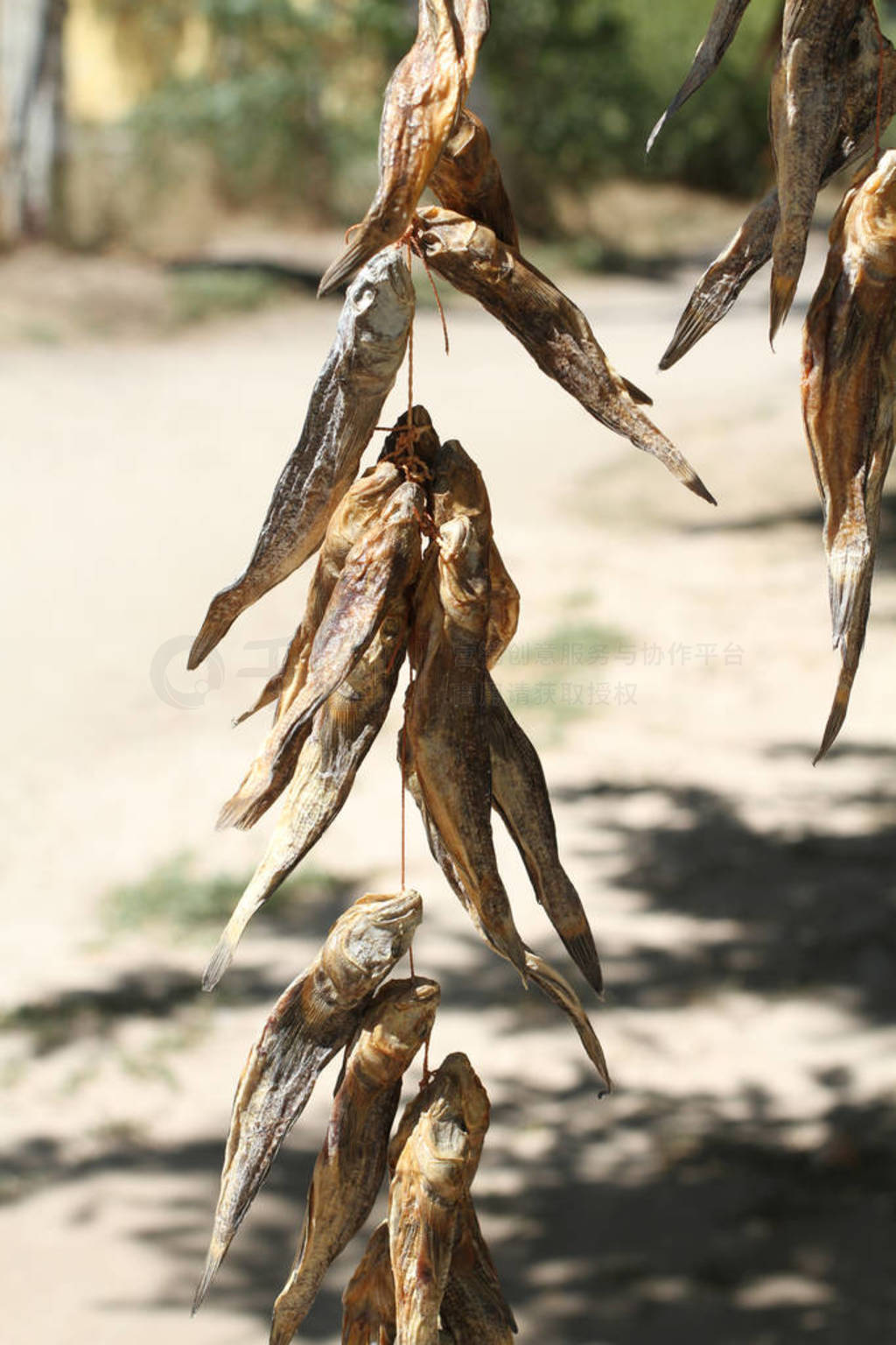 Salted dried bullheads hanging on the ropes on the street market