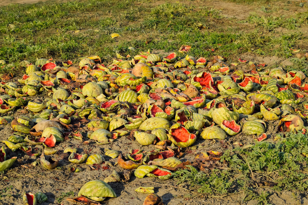 Heaps of rotting watermelons. Peel of melon. An abandoned field