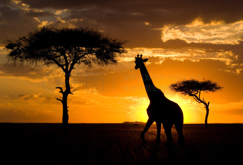 һֻ¹(Giraffa Camelopardalis)