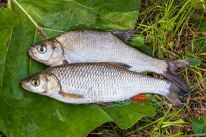 魚鰱魚的圖標011小魚鰱魚的圖標011大鰱魚漁夫手背景下的蘆葦塘裡012