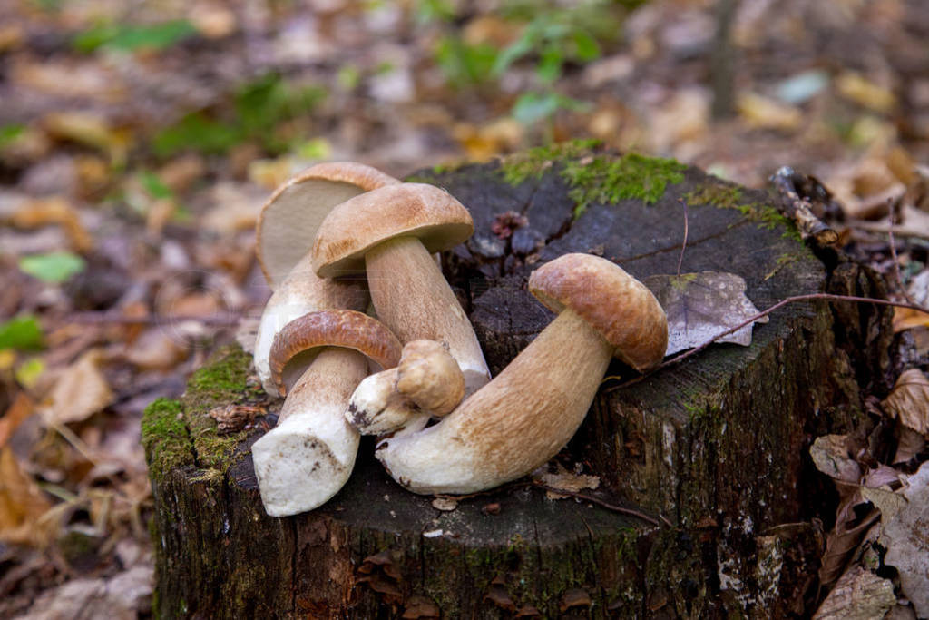 Several boletus mushroom in the wild. Porcini mushroom (Boletus
