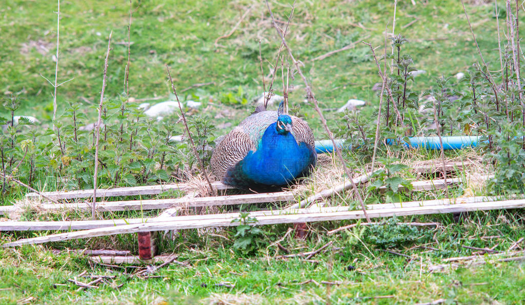 Peacock in a yard