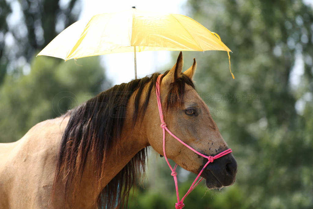 s head as a training at an rural animal farm