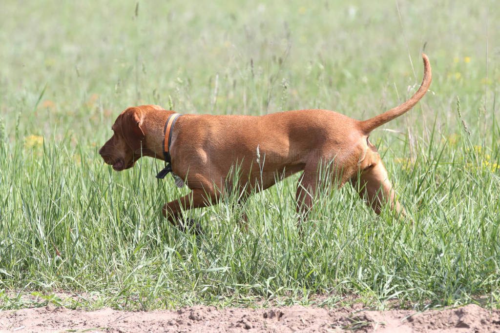 Vizsla dog canine a loyal friend of the hunter