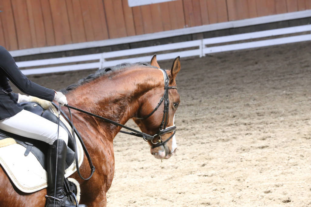 Portrait of a sport horse during dressage competition