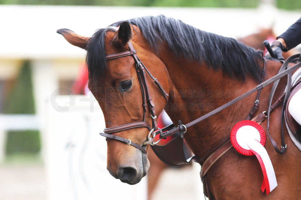 Head shot closeup of a beautiful award winner racehorse