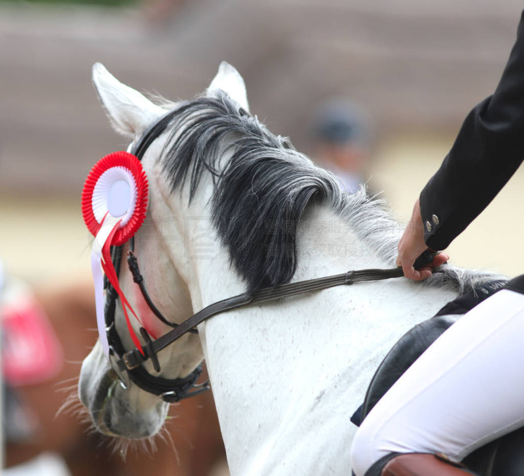 Head shot closeup of a beautiful award winner racehorse