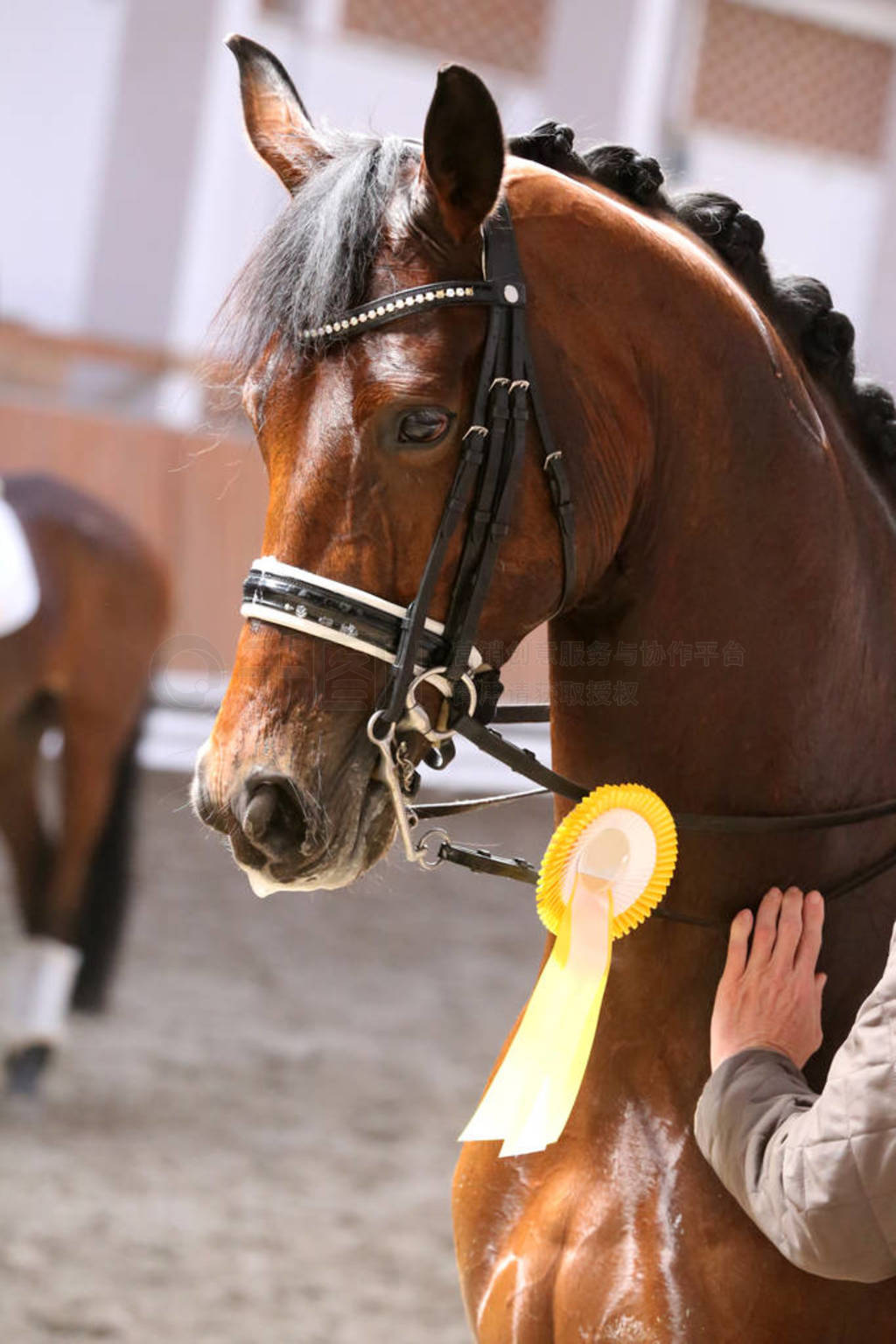 Head shot closeup of a beautiful award winner racehorse