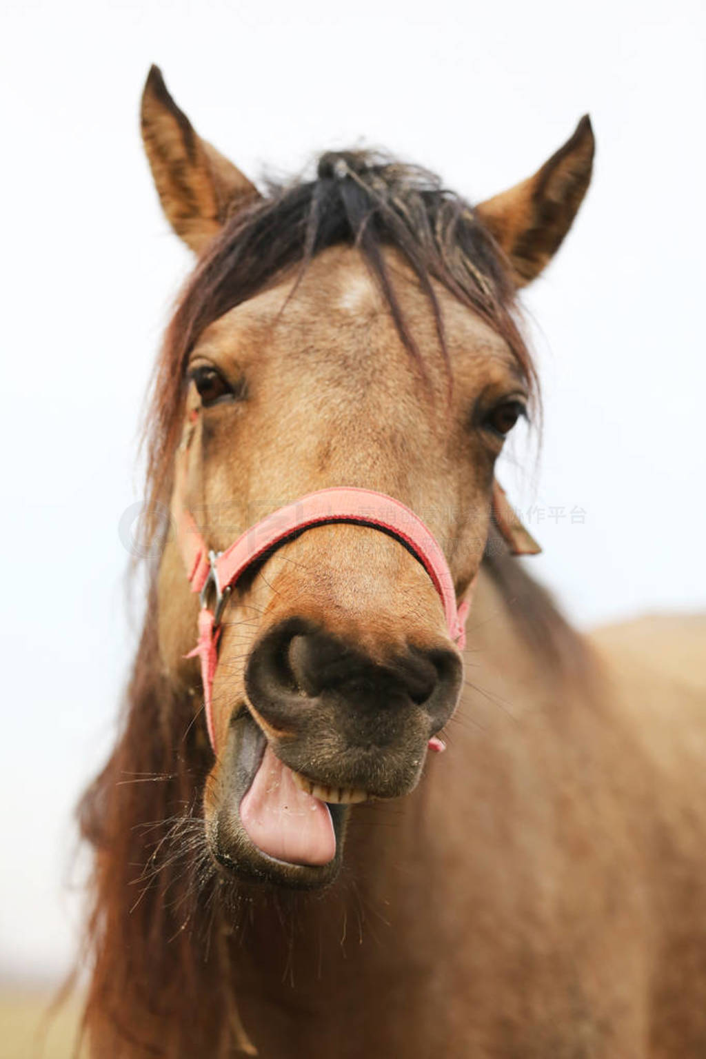 Funny closeup portrait of morgan mare head and nose