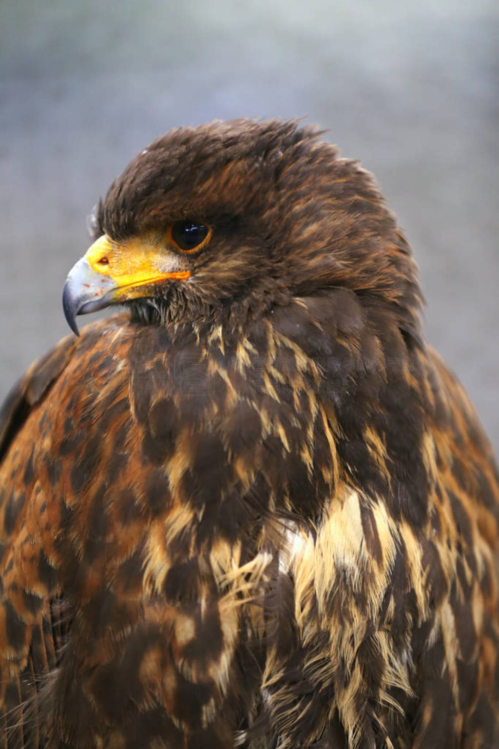 Photo of a Harris's hawk headshot portrait close up