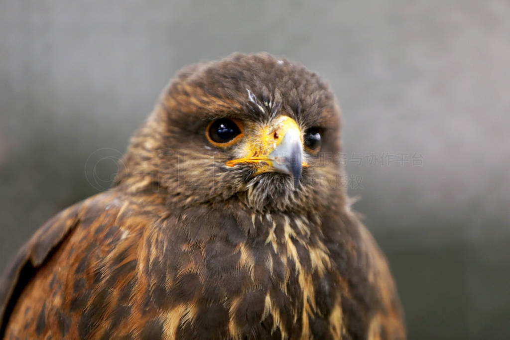 Photo of a Harris's hawk headshot portrait close up