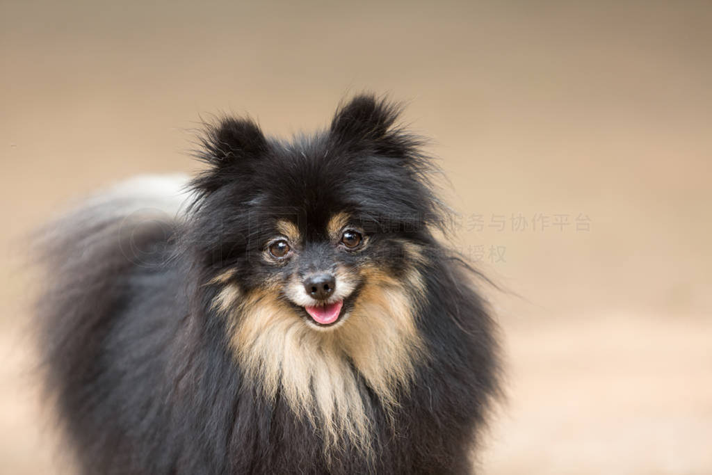 Close Up Black and Red Pomeranian Spitz