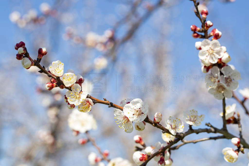 Apricot tree flowers with soft focus. Spring white flowers on a