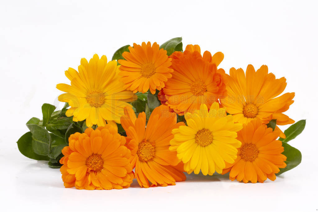 Calendula officinalis. Marigold flower with leaf isolated