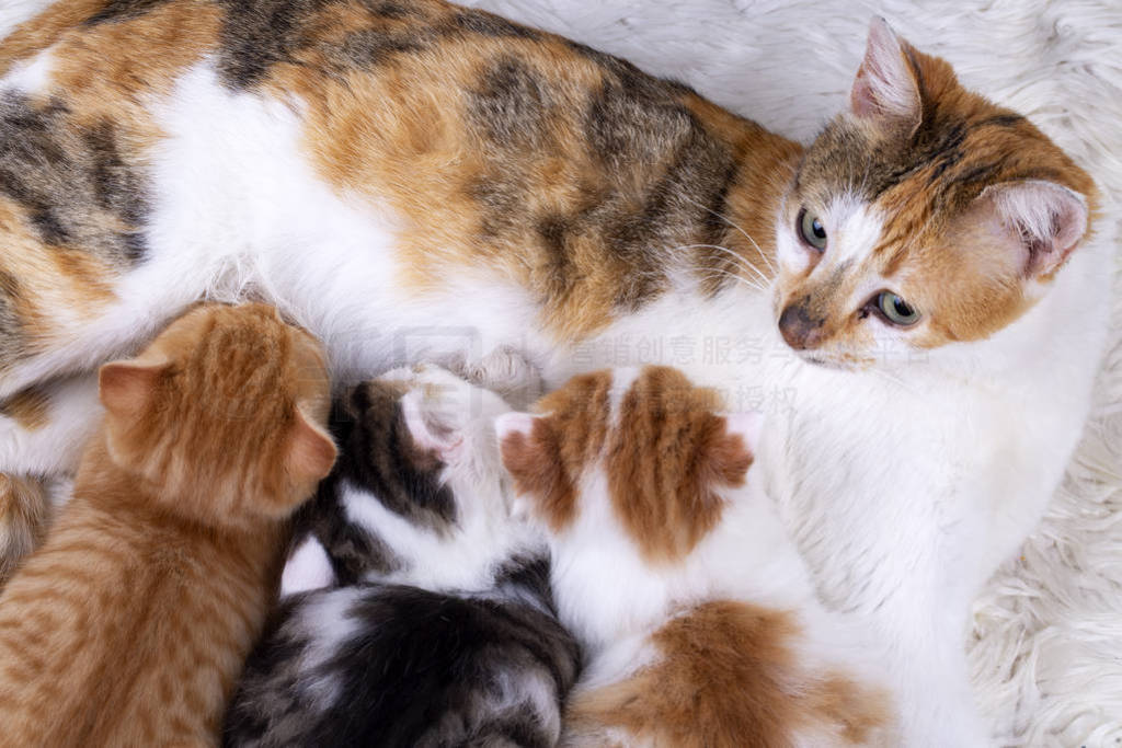Pet animal; cute cat indoor. Baby cats and mother cat.