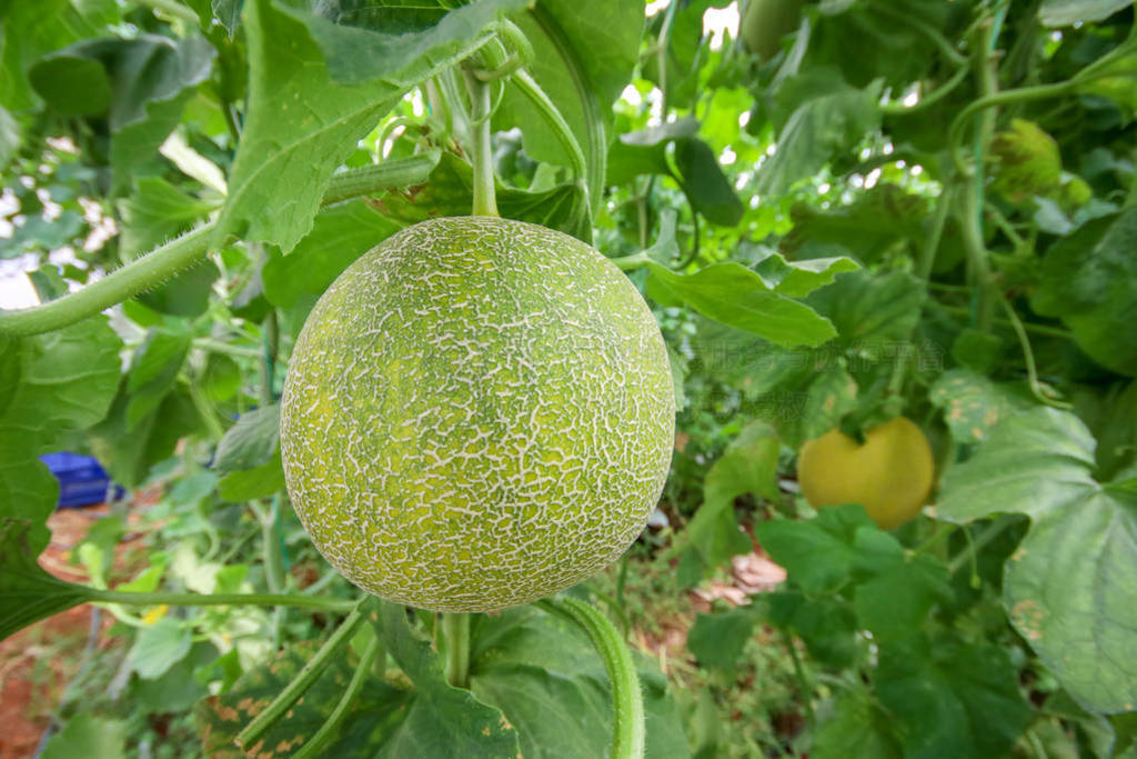 Melon or cantaloupe melons growing in supported by string melon