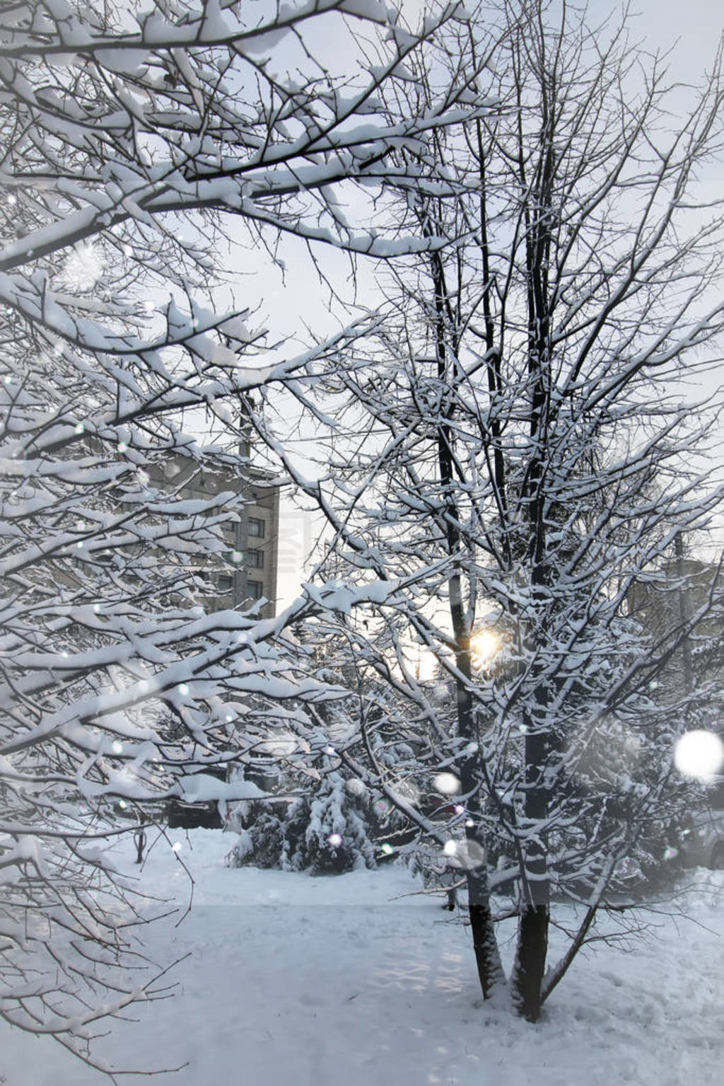 landscape bare branches in winter