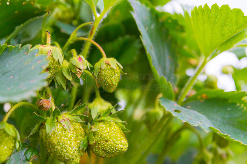 Green strawberries begin to ripen in early summer in the garden